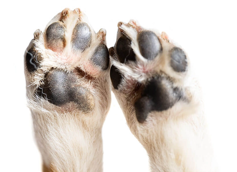cracked dog paws