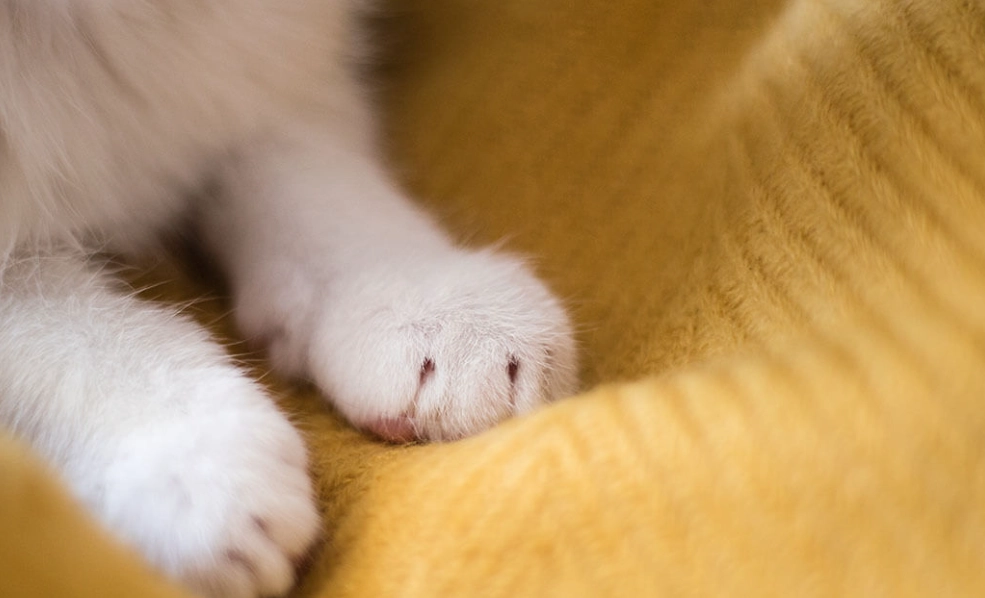 why do cats knead suddenly