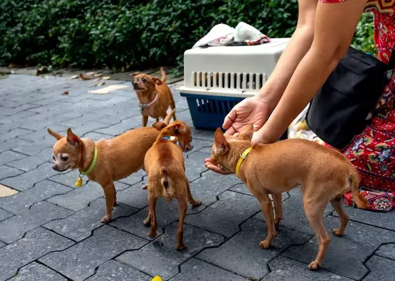 what to feed a dog with diarrhea