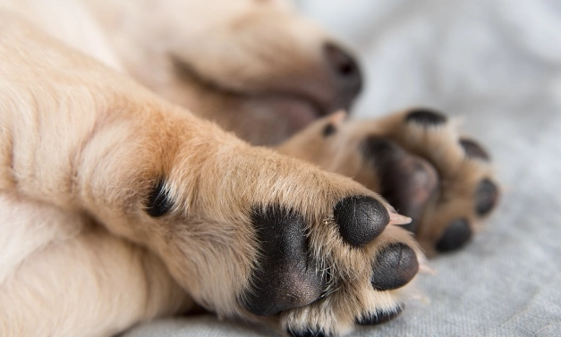 cracked dog paws