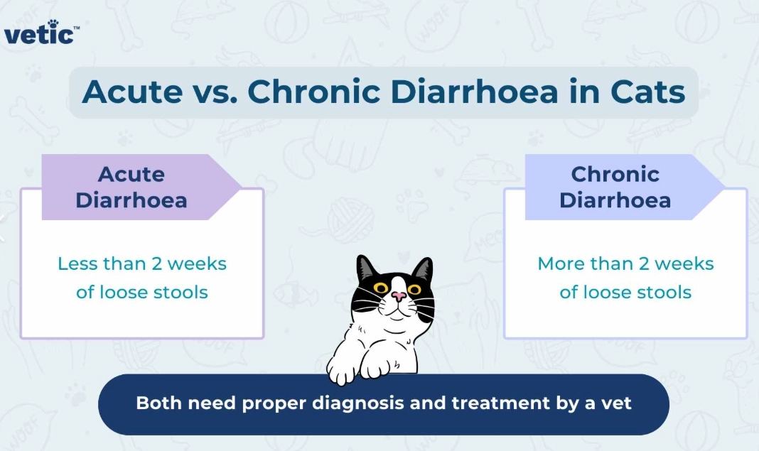 home remedies for cat diarrhoea