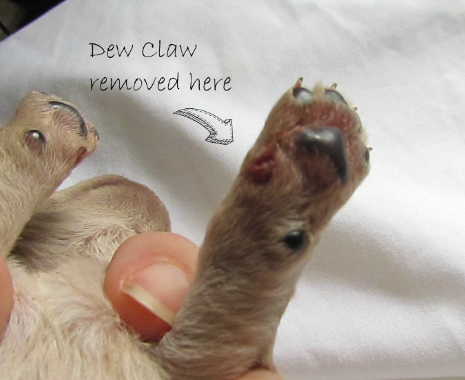 dog dew claw removal