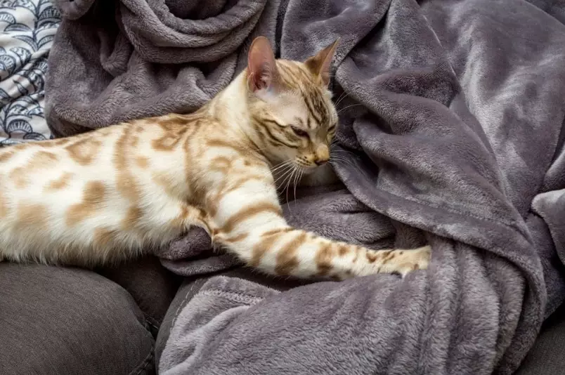 cat communication signals