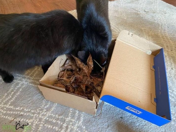 enrichment for cats