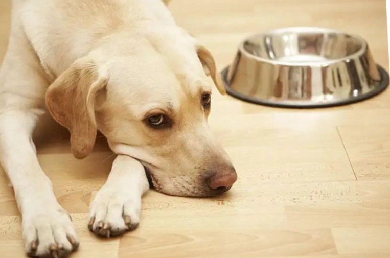 canine diarrhea remedies