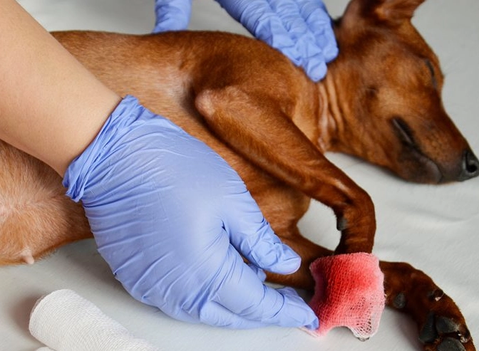 dog safe disinfectant