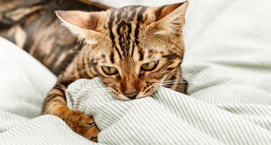 Why do cats knead and suckle