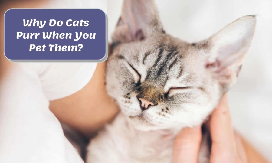 cat communication sounds