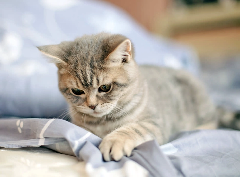 cat communication signals