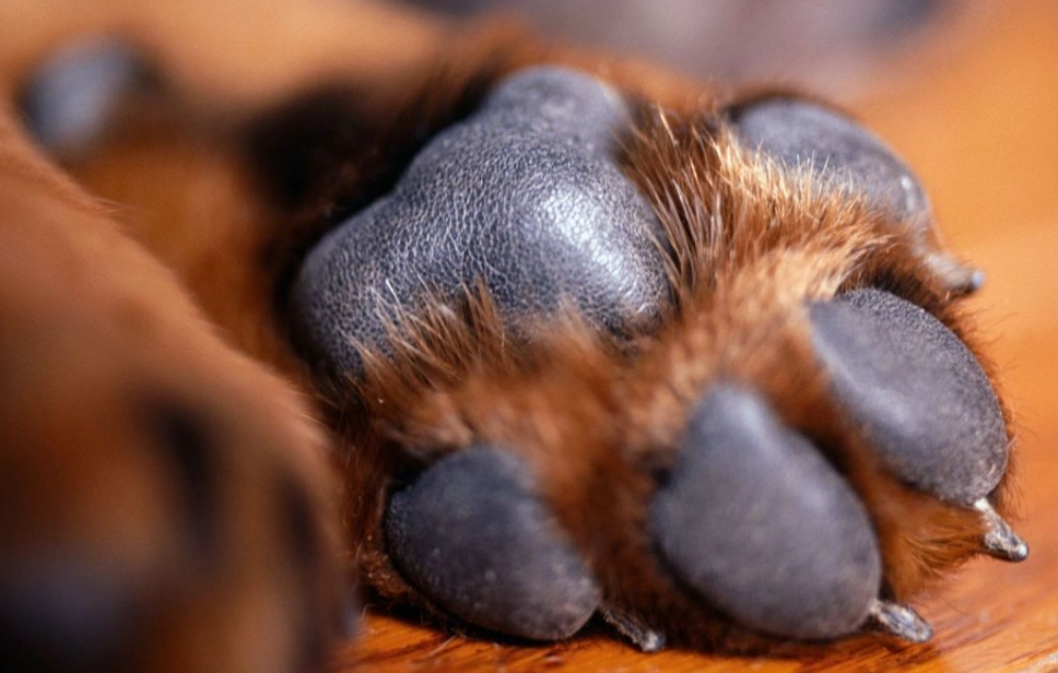 dry dog paws