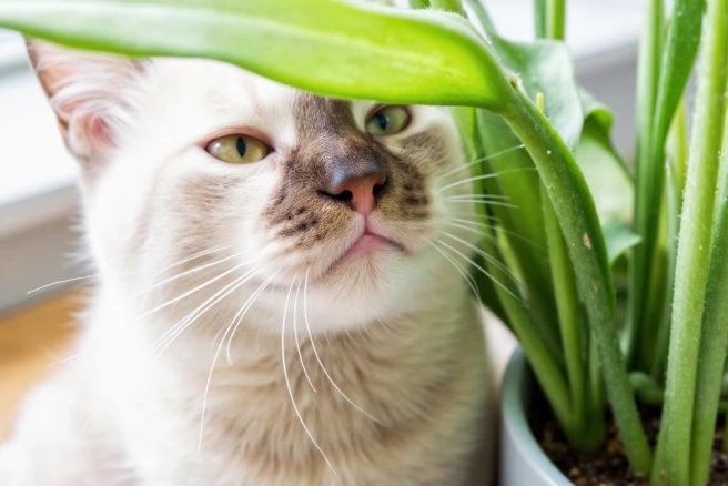 jade plant toxic to cats
