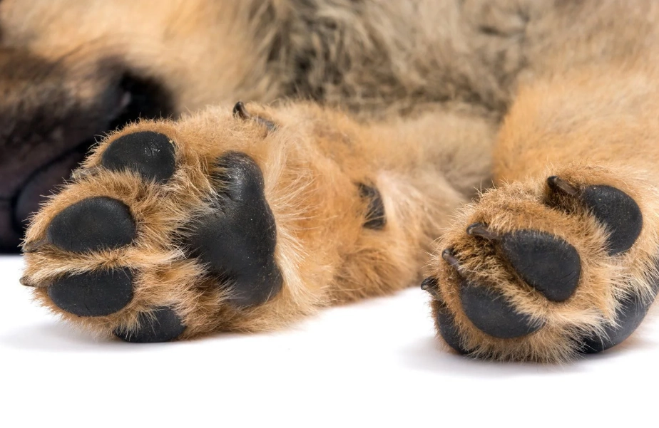 dog paw care
