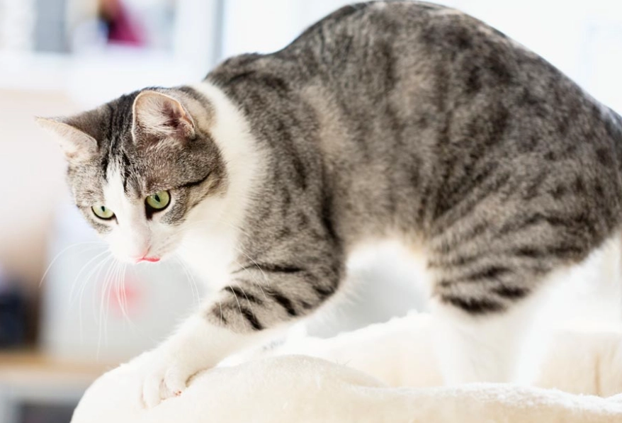 cats making biscuits