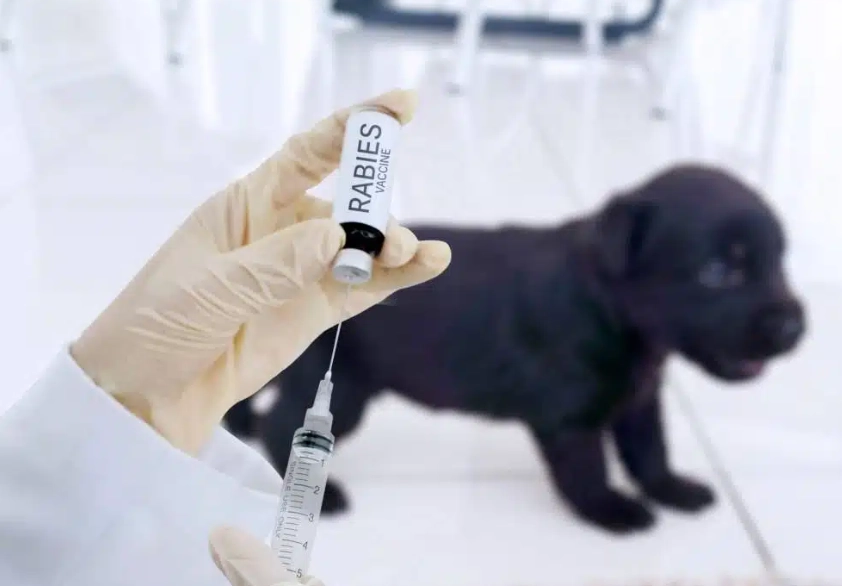 puppy vaccination schedule