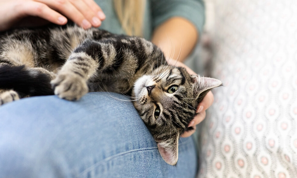 why cats knead at night