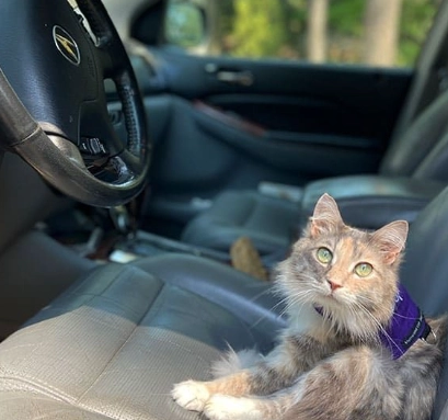 road trip with cats