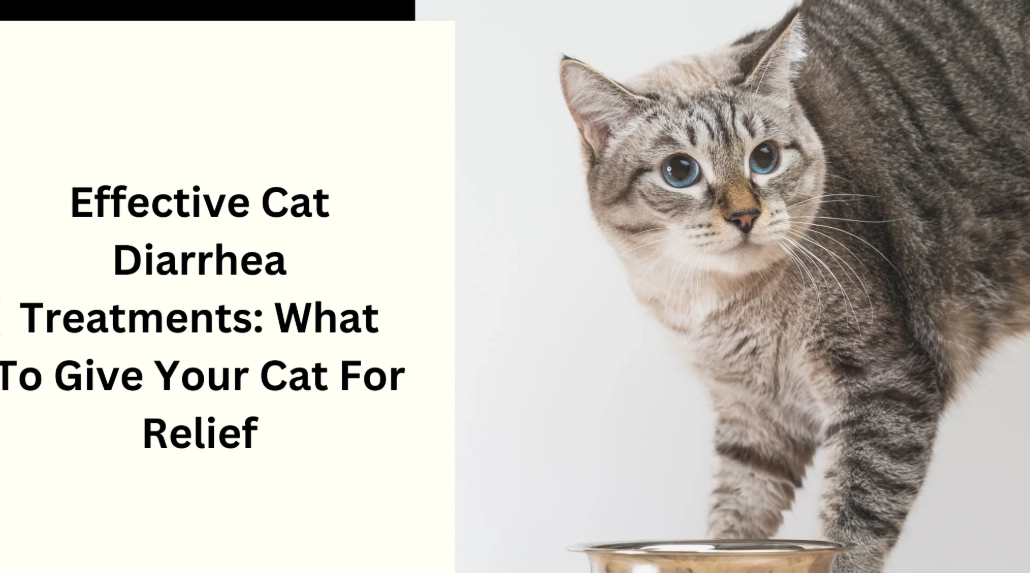 cat has diarrhoea what to do