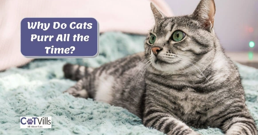 why do cats purr