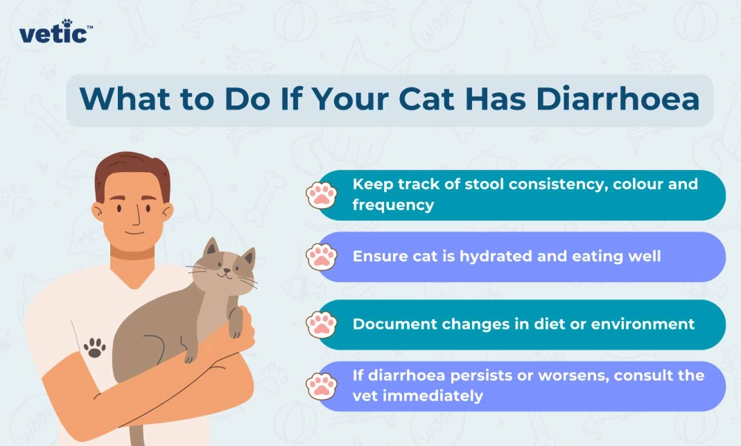 diarrhoea in cats treatment