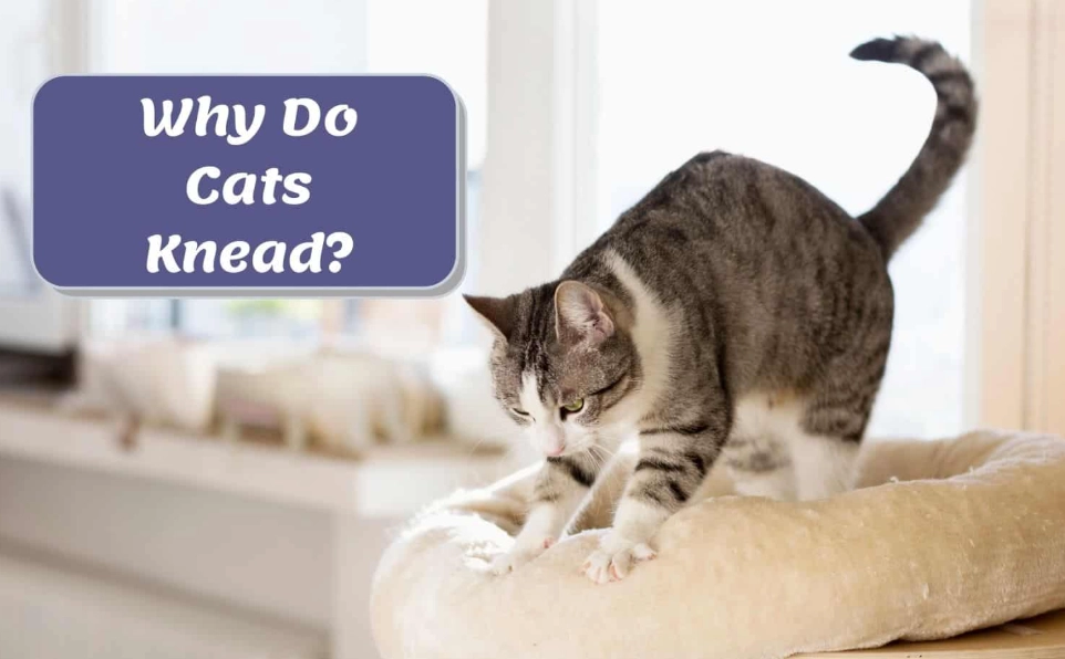 why do cats knead