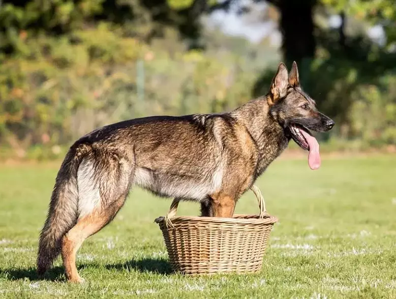 stop dog food aggression