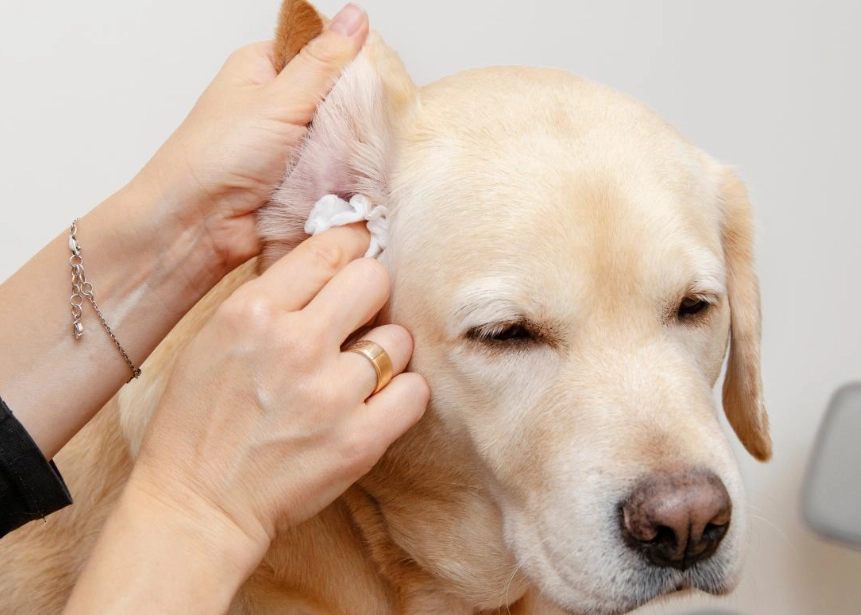 dog safe disinfectant