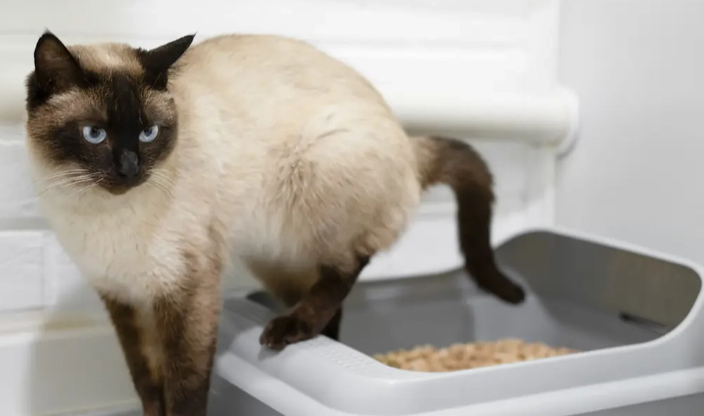 cat diarrhoea treatment