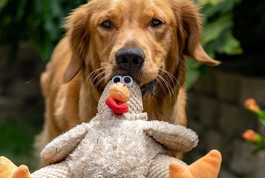 dog guarding behavior