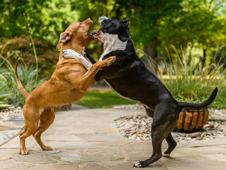 dog guarding behavior