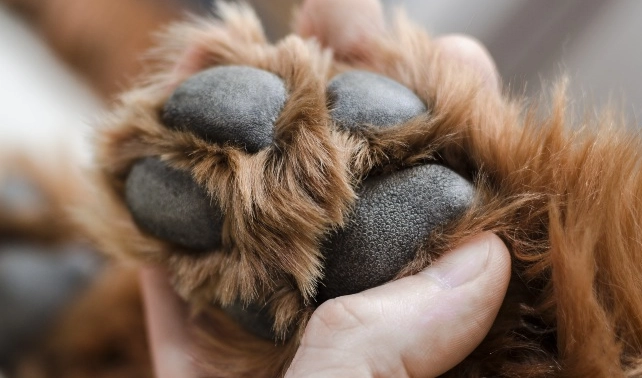 dog paw care