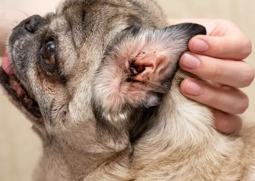 can you put peroxide on dogs