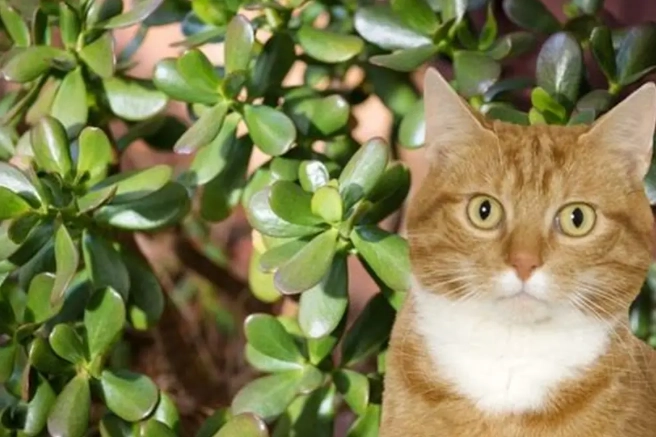 jade plant toxic to cats