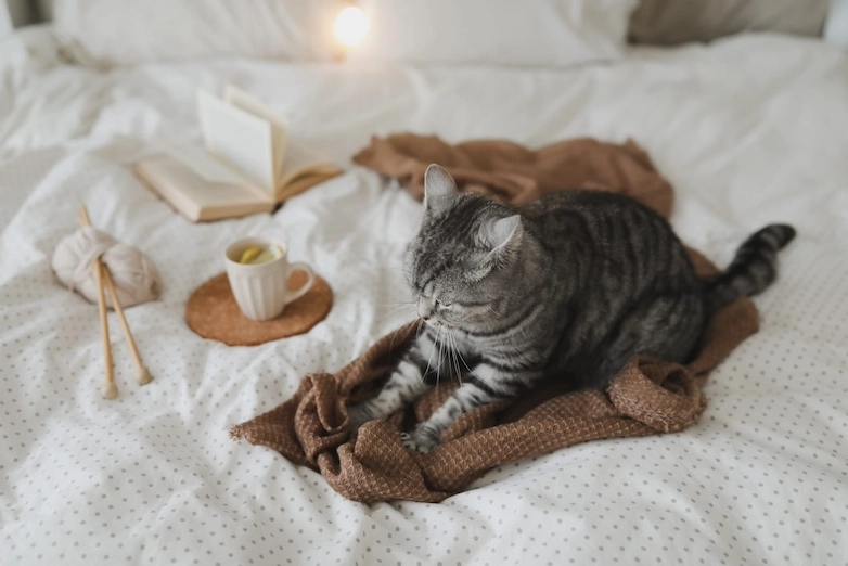 cats making biscuits