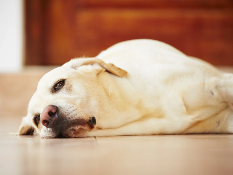 dog diarrhea treatment at home