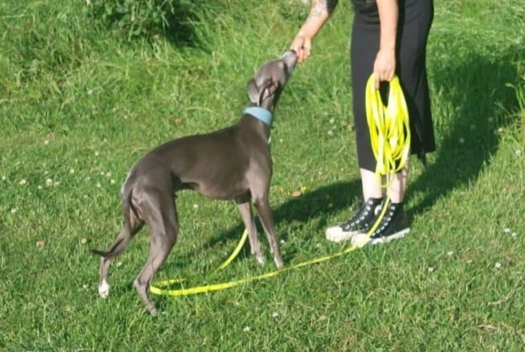 stop dog food aggression