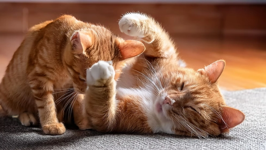 cat suckling blanket