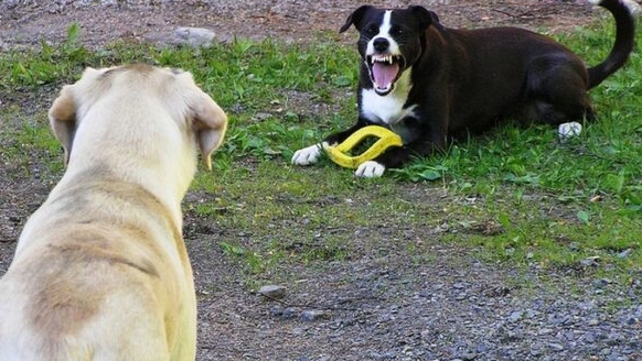 resource guarding dog training