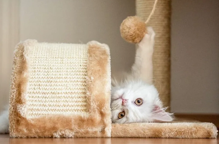 indoor cat enrichment