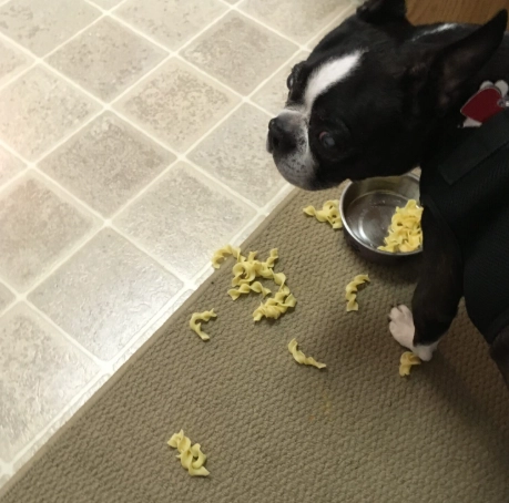 canine diarrhea remedies