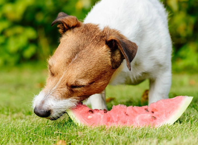 what to feed a dog with diarrhea