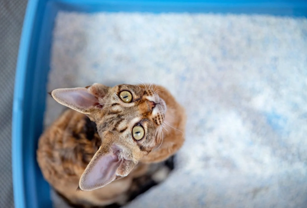 home remedies for cat diarrhoea