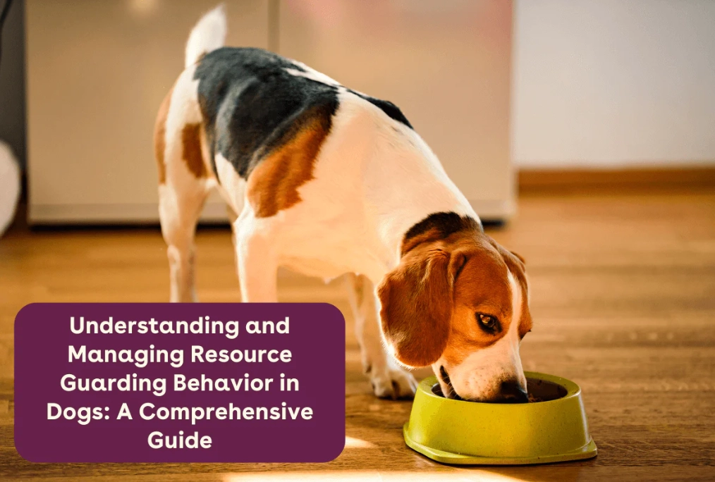 Dog resource guarding a favorite human being