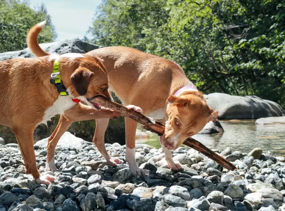 dog resource guarding