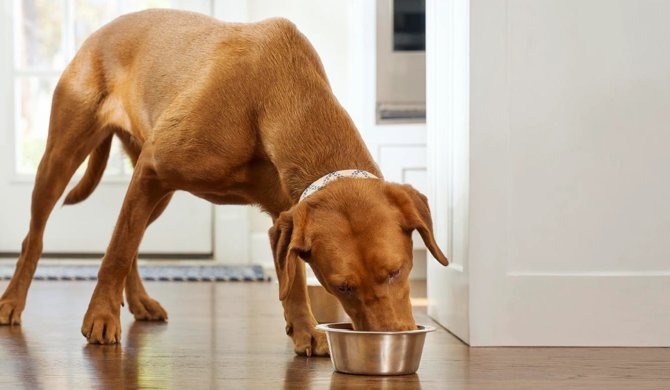 dog resource guarding dog resource guarding