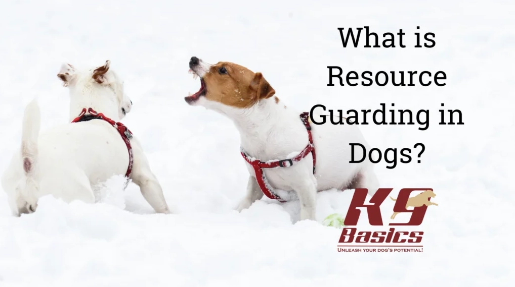 dog resource guarding training dog resource guarding training