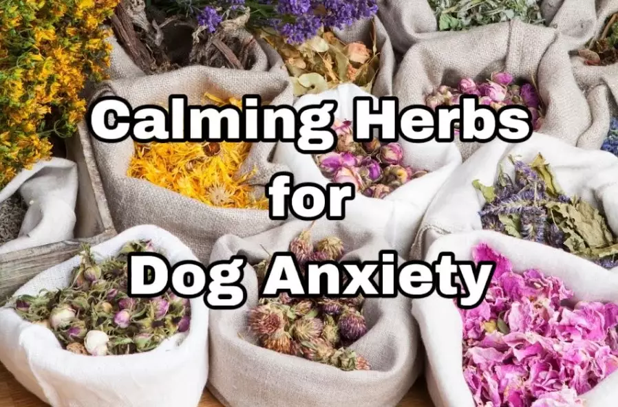 natural flea repellent for dogs natural flea repellent for dogs