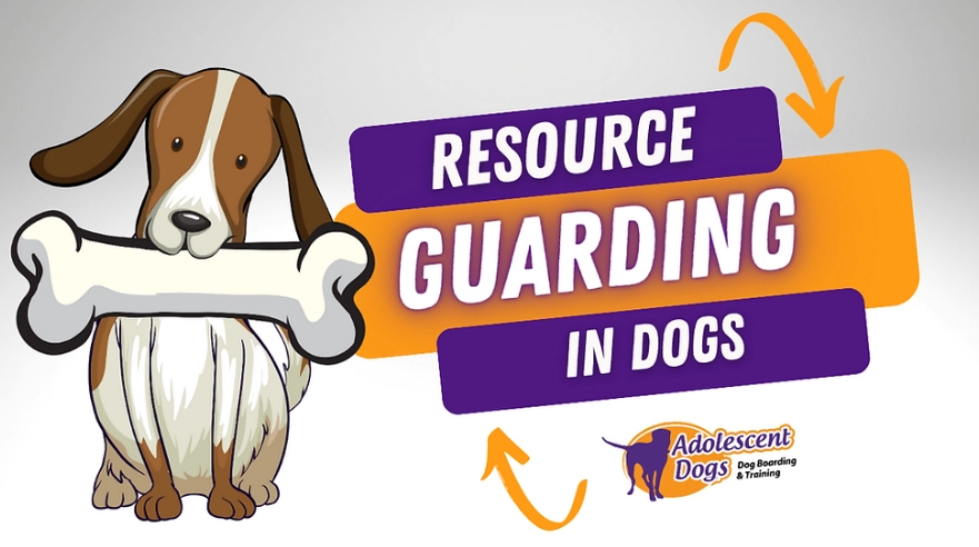 dog resource guarding training dog resource guarding training