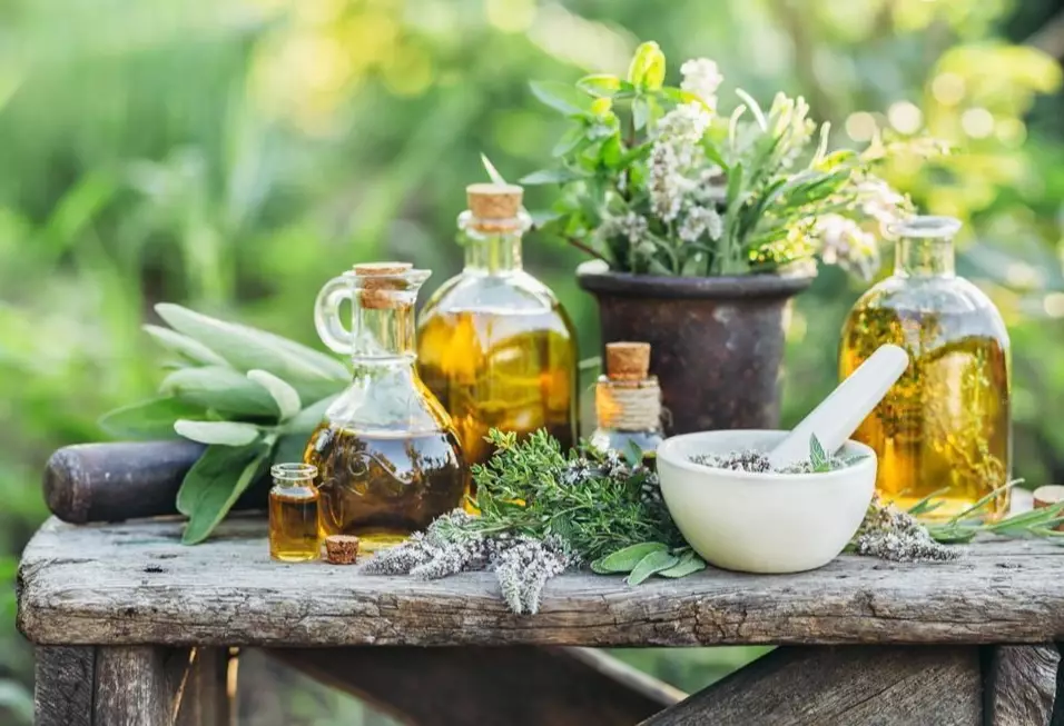 herbs for dog skin allergies