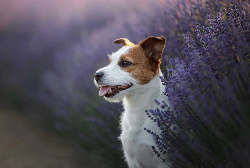 natural flea repellent for dogs