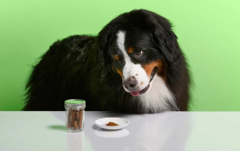 dog safe seasonings dog safe seasonings